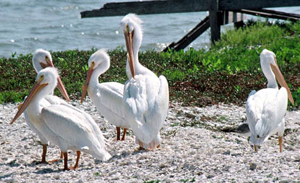 American White Pelicans. Photograph courtesy U. S. Fish and Wildlife Service.