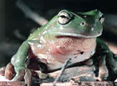 Frog infected with Chytridiomycosis. Eyelids droop and skin deteriorates.