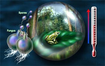 PhysOrg.com 01-11-06: "Recent studies show the Earth's warming climate is contributing to the increase of Chytrid disease, a fungus infection that is responsible for the extinction of many tropical frog species. The fungus, Batrachochytrium dendrobatidis, infects tadpoles and eventually attacks the skin of adults and kills them. Scientists know the spore stage can swim through water to infect other frogs, but there is still much to know about how the disease spreads, and if it can survive in other animals." Graphic credit: Nicolle Rager Fuller, National Science Foundation, 2006.
