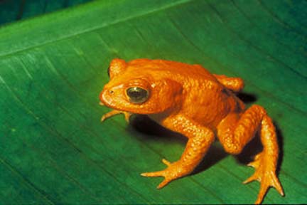 This Golden Toad, Bufo periglenes, of Monteverde, Costa, Rica, has not been seen since 1989 and is considered one of the first of 122 amphibian species which have died out since 1980. Image © 1966 by Savage.