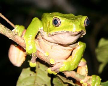 Giant Monkey Frog (Phyllomedusa bicolor) from Peru secretes mind-altering chemicals from its skin that can treat human seizures and depression. Image by Mongabay.com.
