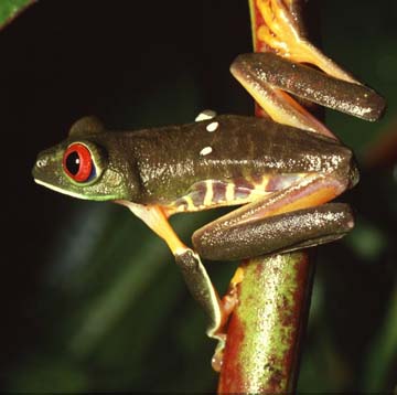 Red-eyed Treefrog (Agalychnis callidryas) of Panama. Its skin secretes peptides that can disable HIV infection. Image © 1999 by Christian R. Linder.