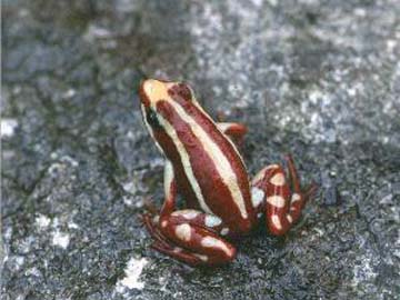 Epipedobates tricolor frog's skin has pain relieving chemical more powerful than morphine without addictive side effects. Image © Jan Verkade, Herpetofauna, Ecuador.