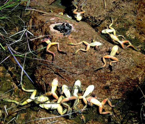 Already steeply in decline, the critically endangered yellow-legged frogs died at Sixty Lake Basin in California in August 2006. Their killer is the Chytrid fungus (Chytridiomycosis) which has devastated amphibian populations from California to Panama to Brazil to Australia over the past decade. Image courtesy David Wake, Ph.D. and Vance Vredenburg, Ph.D., co-authors of August 12, 2008, report in the Proceedings of the National Academy of Sciences.