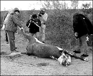 Specialists from Argentina's federal INTA agency  (similar to USDA's Food Safety Inspection Service) are inspecting  a mutilated cow in the La Pampa province in late June 2002. More than 100 mutilated cows, and now horses, have been reported to local authorities in seven provinces since April. Image © 2002 by Rio Negro Online, Argentina.