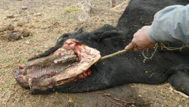 One of several bloodless cattle mutilations found in the province of Entre Rios, Argentina, since the second week of July 2012. Researcher  Simondini Andrea Perez of Visao Ovni said, “Veterinarians who analyzed the Entre Rios, Argentina, cases did not find a natural explanation for the injuries.”