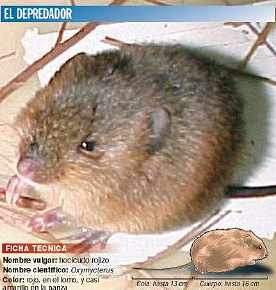 Oxymcterus, "hocicudo rojizo" (red muzzle), a rodent now officially blamed by Argentina federal officials for the animal mutilations in Argentina since April 2002. Photograph provided by SENASA, Buenos Aires.