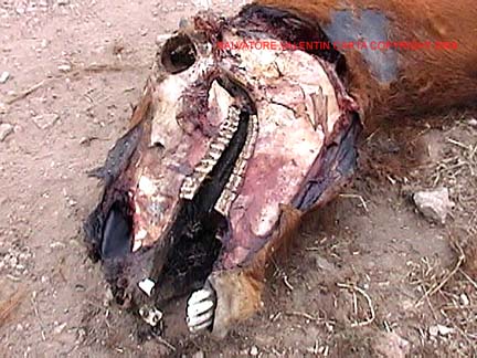 Left side of mare's head removed to the bone; left eye removed, tongue removed, internal organs removed. Image © 2006 by Salvatore Valentin Carta.