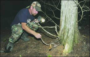 Chuck Miller, 35, of rural Marion County captures a copperhead the night of August 17, 2005, next to a cedar tree on his property. Miller and Prof. Stan Trauth, have documented nearly 100 copperheads so far in Miller's back yard, but no one knows why the snakes began gathering in such large numbers in mid-July instead of late September to October before normal denning. Photograph © 2005 by The Baxter Bulletin.