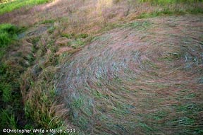 The smallest circle in upper left corner next to second largest circle of four circles (two not pictured here) in straight line on north/south axis reported on March 28, 2004, in pasture grass near Conondale, west of Maleny, Queensland, Australia. Photograph © 2004 by Christopher White. 