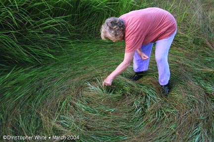 Retired English teacher, Kate Dash, examined one of four clockwise "combed" circles in wild pasture grass in the small farming town of Conondale west of Maleny in Queensland on March 29, 2004. Photograph © 2004 by Christopher White.