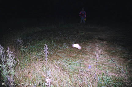 Above: White light anomaly on photograph of largest grass circle in line of four discovered March 28, 2004, in Conondale, Queensland, Australia. No lights seen by researchers when 35mm color photographs taken. Below: Blow-up of the light anomaly. Camera was Canon EOS-10, Fuji 400 ASA color film, estimated 125th/second time exposure with automatic flash. Photograph © 2004 by Christopher White.