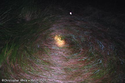 Second white light anomaly discovered in photograph of the southern most grass circle in the line of four discovered March 28, 2004, near Conondale, Queensland, Australia. Photograph © 2004 by Christopher White.