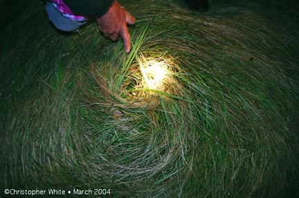 The night of Sunday, March 28, 2004, Christopher White photographed a research colleague holding a flashlight on the center of one of the four neatly clockwise-woven circles discovered that night in pasture grass near the dairy village of Conondale, Queensland, Australia. Photograph © 2004 by Christopher White.