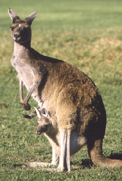 Australian kangaroo mother and baby © by George Harrison.