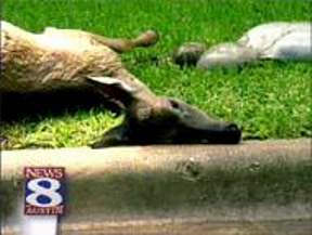 On Wednesday, September 5, 2001, at 7:30 a.m., this deer was found dead in the front yard of a northwest Austin, Texas, home. Its abdomen was cleanly cut open as if by a sharp instrument and all internal organs were bloodlessly placed near the animal's body in the upper right of photograph above. Videotape image courtesy Channel 8 News, Austin, Texas.