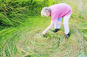 Retired English teacher, Kate Dash, examined one of four clockwise "combed" circles in wild pasture grass in the small farming town of Conondale west of Maleny in Queensland. Photograph © 2004 by The Sunday Mail. 