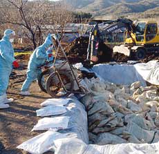 In January 2004, South Korea dumped bags of potentially bird flu-infected chickens in Yangsan. Other countries also killing birds to stop the spread of avian flu were China, Japan, Thailand, Vietnam, Cambodia, Indonesia, Pakistan, Laos and Taiwan. Photo © 2004 by AP.