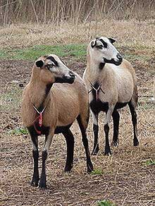 The Barbados Blackbelly sheep is a breed of domestic sheep that was developed in the Caribbean.