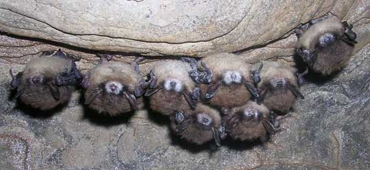 Eight Little Brown Bats hanging upside down in hibernation west of Albany, New York, inside Hailes Cave in winter 2007. Unidentified white fungus rings the noses on seven. Bat mortality in two caves affected by the white-nose syndrome was 90% and 97%. By February 2008, the white-nose syndrome has spread to twenty caves in New York state, southwestern Vermont and western Massachusetts. Image © 2007 by Nancy Heaslip.