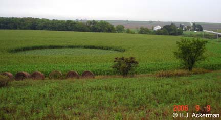 Early rainy Saturday morning, September 9, 2006, Beloit, Kansas, after rain all day Friday and through the night. 133-foot-diameter circle in 7-foot-tall sorghum was not there at 6 p.m. on Friday, September 8, 2006. Image © 2006 by H. J. Ackerman.