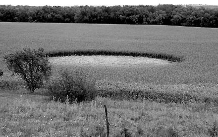 Black and white photograph of pristine sorghum circle published in Beloit Call local newspaper, Beloit, Mitchell County, Kansas, September 14, 2006. Clearly shows no entry paths into the field which had no tramlines or sprayer lines.
