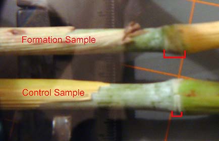 Top:  Beloit, Kansas, sorghum stem with elongated node. Bottom: Normal control sample of sorghum from outside the circle. Photograph and graphics © 2006 by Jeff Wilson, ICCRA.