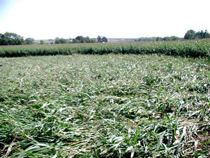 Inside sorghum circle where plants put down in a general clockwise direction, but more loosely in a more radial distribution. Image © 2006 by Ted Robertson.