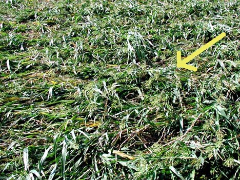 Yellow arrow points at little swirl of sorghum plants within the large 133-foot-diameter circle. Image © 2006 by Ted Robertson.