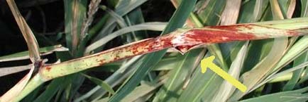 Yellow arrow points to vertical split in sorghum stalk. The still unexplained, but vivid red discoloration, was found in many of the Beloit circle sorghum plants. Image © 2006 by Ted Robertson.