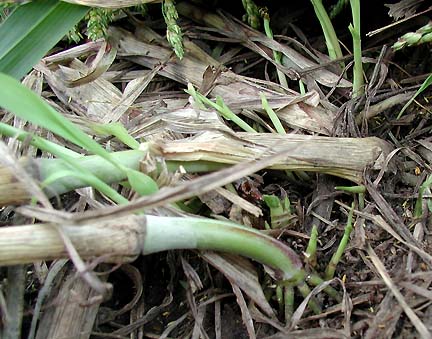  No scrape marks or breaks in thick sorghum stems bent flat to the ground. Images © 2006 by Ted Robertson. 