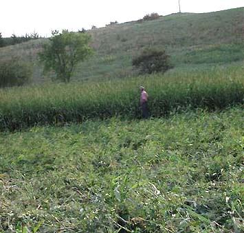 Local farmer standing next to 7-foot-tall sorghum plants in Beloit, Kansas, circle on September 17, 2006. Image © 2006 by Ted Robertson.