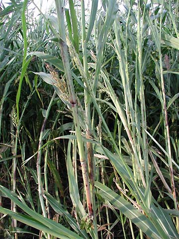 Thick standing stalks of the Haygrazer sorghum, similar to stiff corn stalks, and grown for cattle feed. Image © 2006 by Ted Robertson.