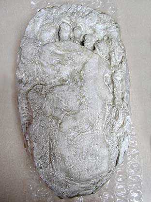 Bigfoot track cast by Rick Noll of Washington State on display at 2001 Texas Bigfoot Conference, Jefferson, Texas. Photograph © 2001 by Andy Abercrombie.