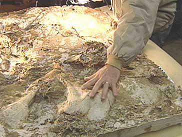 Researcher's hand on plaster cast next to one of four large heel prints found in mud wallow. Video frame courtesy of King TV, Channel 5 and King5.com, Seattle, Washington.