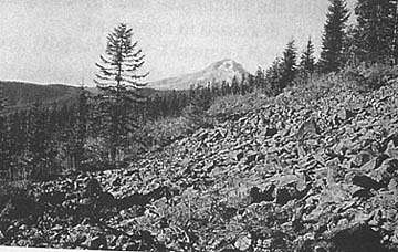 Sasquatch habitat in the Mount Hood National Forest in the Cascade Range, Oregon, near the feeding site of the three Sasquatch observed by logger Glen Thomas in November 1967. Mt. Hood is in the background. Photograph © John Bindernagel, Ph.D.