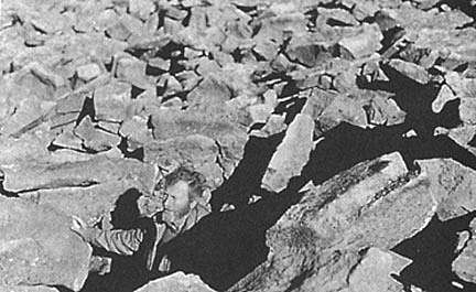 John Bindernagel, Ph.D., standing in the 5-foot-deep, steep-sided pit dug by the adult male Sasquatch in November 1967 while observed by logger, Glen Thomas. After excavating the pit, the Sasquatch retrieved several hibernating ground squirrels from bedding material in the bottom of the pit which the male, female and young Sasquatch ate. Photograph © John Green.