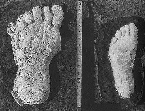 asquatch track on left cast by John Bindernagel, Ph.D. in Strathcona Provincial Park, Vancouver Island, British Columbia, Canada, October 1988. Sasquatch track is 15 inches long compared to 11 inch long human foot cast on right. Photograph © 1988 by John Bindernagel.
