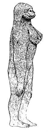 Adult female Sasquatch observed by William Roe on Mica Mountain, B. C., Canada, in October 1955. This drawing is by Mr. Roe's daughter under his direction. It shows several anatomical features also noted by other observers. These include long arms, short neck and deep chest. The obvious breasts indicate that it is an adult female. Drawing from On the Track of the Sasquatch © 1968 by John Green.