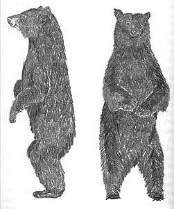 From John Bindernagel's book, he writes, "In the left side view, note the prominent snout (of the bear.) In the right front view, note the sloping or tapered shoulders and the short hind legs with a corresponding low crotch. The pointed ears are normally visible." Black bear drawings courtesy Wendy Dyck.
