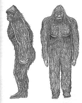 Dr. Bindernagel writes: "In the left side view, note the relatively flat face (and absence of a prominent snout seen in bear). In the front right view, note especially the prominent, squarish shoulders (compared with the sloping or tapered shoulders of a bear). Note also the longlegs and high crotch of the Sasquatch compared with the short hind legs and low crotch of a bear. Sasquatch drawings courtesy Wendy Dyck. Outlines above based on the drawings of the Sasquatch in the 1967 Patterson-Gimlin film by John Green, On the Track of the Sasquatch.