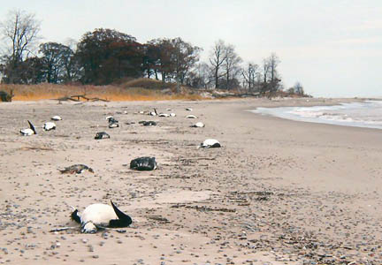 An increasingly common discovery on Lake Ontario and Lake Erie since the late 1990s - as many as 30,000 water fowl washed up from deaths now thought to be caused by Botulism Type E linked to the invasion of Caspian Sea zebra and quagga mussels. Photograph by Jeff Robinson, Canadian Wildlife Service.