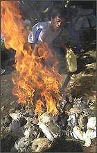 In July 2005, workers in Jakarta, Indonesian burned dead chickens infected with H5N1 bird virus. Image © 2005 by AP/Irwin Fedriansyah.