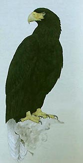 Dark "morph" or sub-species of the Steller's Sea Eagle (Haliaeetus pelagicus niger). Tail feathers are white and adult wingspans reach 4 to 5 feet. Since the bird has not been officially seen for half a century, it has been considered extinct. Drawing from Handbook of Birds of the World, Edited by Josep Del Hoyo.
