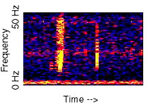 Spectrogram of an unidentified deep ocean sound, referred to as "Bloop."  The bloop sound was repeatedly recorded during the summer of 1997  on the Equatorial Pacific Ocean autonomous hydrophone array. The sound rises rapidly in frequency over about one minute and was of sufficient amplitude  to be heard on multiple sensors, at a range of over 5,000 km. It yields a general location near 50oS; 100oW (far off the west coast of southern South America). The origin  of the sound is unknown. A recording of the bloop sound can be heard, sped up 16 times,  at: http://oceanexplorer.noaa.gov/explorations/sound01/sound01.html