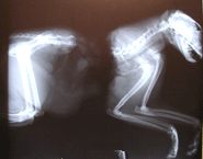 Here is an x-ray of a male cat found in Bothel, Washington, cut in two with a section of body entirely removed along with all internal organs — without any blood in, on or around the severed body. X-ray in early August 2003 by Cherie Good, D.V.M., Bothel, Washington.