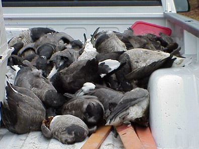 Dead Atlantic brant geese collected for lab studies by U. S. Fish and Wildlife Service at Forsythe National Wildlife Refuge, Oceanville, New Jersey. Photo courtesy USFWS.