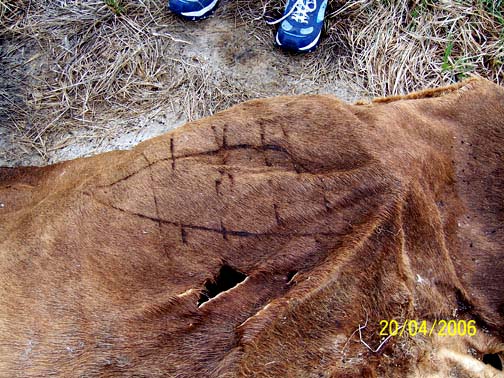 "Disc" with six overlaid lines created by cutting away the sun-bleached surface hair to expose the deeper, darker hair on dead cow's hide. Two triangular punctures were also next to the odd pattern. Images 04/20/06 © by Laurie Jablonski.