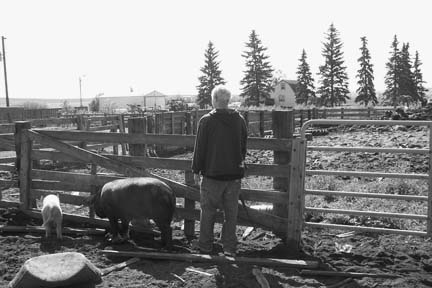 Evan Briese, 16, standing next to two pet hogs in the corral about 250 feet north of Briese home behind trees. Image © 2006 by Richard Moss and Lorna Hunter.