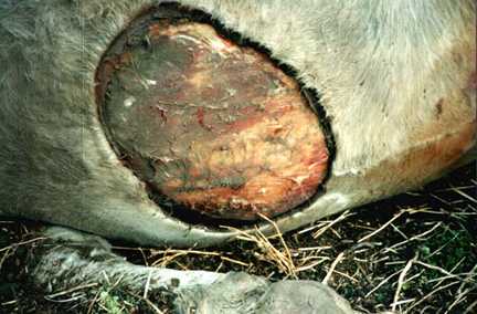 Dry, bloodless "cookie cutter" excision of scrotum from belly of 2200-pound bull, St. Brides, Alberta, Canada discovered October 12, 2000. Photograph © 2000 by Fern Belzil.